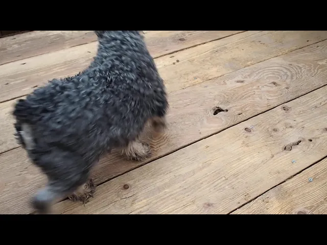動画