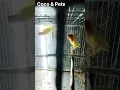 Download Lagu Lutino Love birds🦜🦜 #shorts #lovebirds #coco\u0026pets