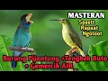 Download Lagu Masteran burung Pijantung disambung tengkek buto gacor  + Suara terapi Gemercik Air