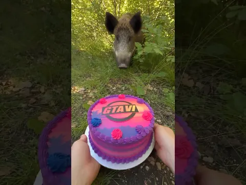 I Gave a Wild Pig a GTA 6 Cake… 🐷🎂 #animals