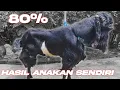 BREEDING SAMPAI 7 GENERASI | SUMBER BRANTAS FARM MALANG