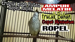 pancingan trucukan bahan bakalan agar cepat belajar ropel dan gacor