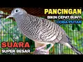 Download Lagu Perkutut Lokal Gacor Suara Kung Besar Pancingan Burung Perkutut Agar Bunyi.