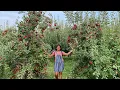 Apple Picking 2021 Corn Maze Fall Festivities at Keller s Farmstand Oswego IL USA