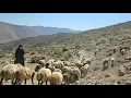 Download Lagu Amazing secrets of Iranian nomadic life | Adventure and sheep grazing in the heart of the mountains🐏