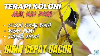 Download terapi koloni sogon agar mau bunyi, bikin sogon bahan cepat gacor #terapisogon MP3