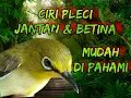 Download Lagu Ciri Pleci jantan dan Betina mudah dipahami 100% akurat