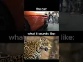 Download Lagu the jaguar that sounds like an actual jaguar