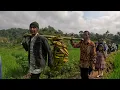 Lagu Viral‼️Jajap Pengantin di Pedesaan Penuh Perjuangan, Lewati Jalan Sawah Dengan Pemandangan Indah