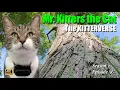 Lagu Mr. Kitters the Cat presents The Kitterverse in My Outdoor Cat tree!π³π£π Season 2 Episode 56
