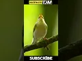 Download Lagu TEMBAKANYA GAK ADA OBAT UNTUK MASTERAN BURUNG KECIL PLECI SOGON KONIN  #shortvideo #shortsfeed
