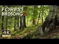 Download Lagu 4K Forest Birdsong 2 - Burung Bernyanyi di Hutan - Tanpa Loop Realtime Birdsong - Video Alam yang Menenangkan