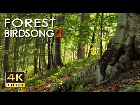 Download MP3 4K Forest Birdsong 2 - Birds Sing in the Woods - No Loop Realtime Birdsong - Relaxing Nature Video