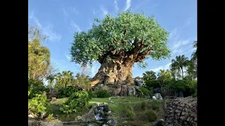 Animal Kingdom Tree Of Life Area Music 3 Hour Loop 