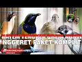 Download Lagu CENDET GACOR VERSUS CUCAK CUNGKOK KAPAS TEMBAK DAN GEREJA TARUNG MASTERAN LENGKAP NGEBREN