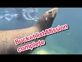 Download Lagu Sea lions with a bunch of bonus creatures!