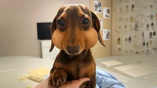 Funniest Puppies Have Absolutely NO BUSINESS Being This Cute...❤️