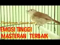 Download Lagu FLAMBOYAN GACOR Ngebren Mbeset Rapat Ampuh tuk Pancing  dan Masterin burung