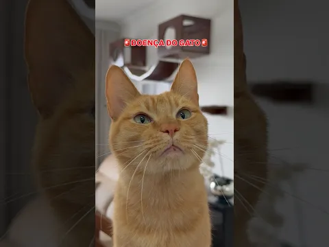 DOENÇA DO GATO