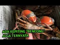 JENIS-JENIS KEPITING BAKAU BESERTA HARGANYA