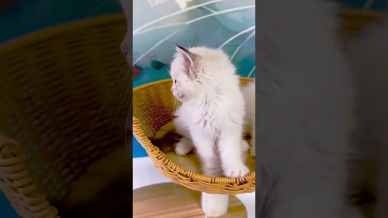 動画