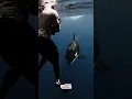 What Happens When an Orca Approaches Humans