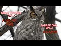 A Comparison of Great Horned and Barred Owls NARRATED