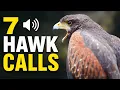7 Hawk Calls of North America Sounds Identification