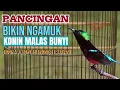 Download Lagu KOLIBRI NINJA GACOR FULL BONGKAR ISIAN ROLL TEMBAK !! DIJAMIN COCOK BUAT PANCINGAN KONIN MALAS BUNYI