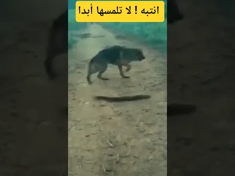 السمكة الرعدية في صراعها مع الحيوانات