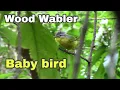 Download Lagu wood wabler bird singing beautiful song