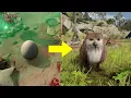 Baldur s Gate 3 How to Hatch the Owlbear Egg