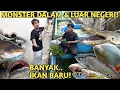 Lagu SPESIAL AKHIR TAHUN! INI SEMUA KOLEKSI IKAN MONSTER IMAM NOER DI BELAKANG RUMAH