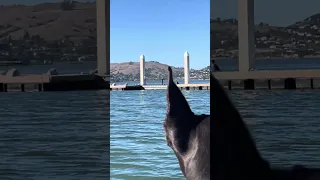 #fyp #dream #doberman #pets #youtube