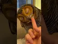 Download Lagu Jangan beri jari tengah ke Binatang! # #owl #funnyanimal #burunghantu #funny