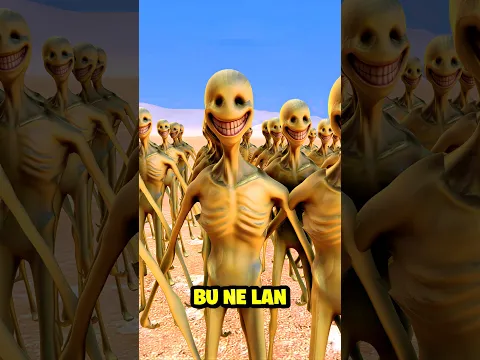 Süper Ayı Baaren VS Verity