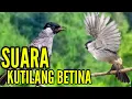 Lagu kutilang betina memanggil jantan || pikat Anti zoonk