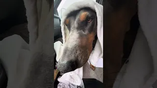 #fyp #dream #pets #doberman #vlog