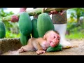 Download Lagu Oh so scary!!! What did you do to Baby monkey Sushi!!!