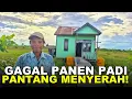 Lagu GAGAL PANEN BUKAN AKHIR: PAK SARNO \u0026 PAK MARDIANTO TETAP BERTAHAN DI TANAH TRANSMIGRASI KALIMANTAN