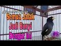 Download Lagu Semua Jenis Burung jalak Akan Bunyi dengar Pancingan Jalak Kebo Muda Ini #8