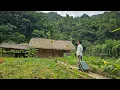 Download Lagu FULL VIDEO : Leave the city for the countryside - cleaning, cooking, picking fruit l Lý Thị Sai
