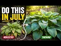 Your Hosta Needs This in July Most Gardeners Get It Completely Wrong