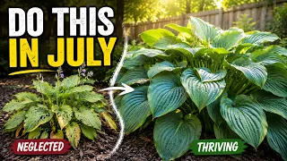Your Hosta Needs This in July Most Gardeners Get It Completely Wrong