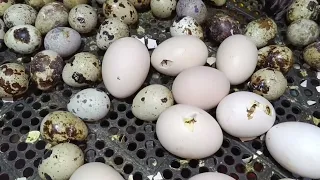 انتاج جديد وحكايه الرز الشعيرمع الطيور 