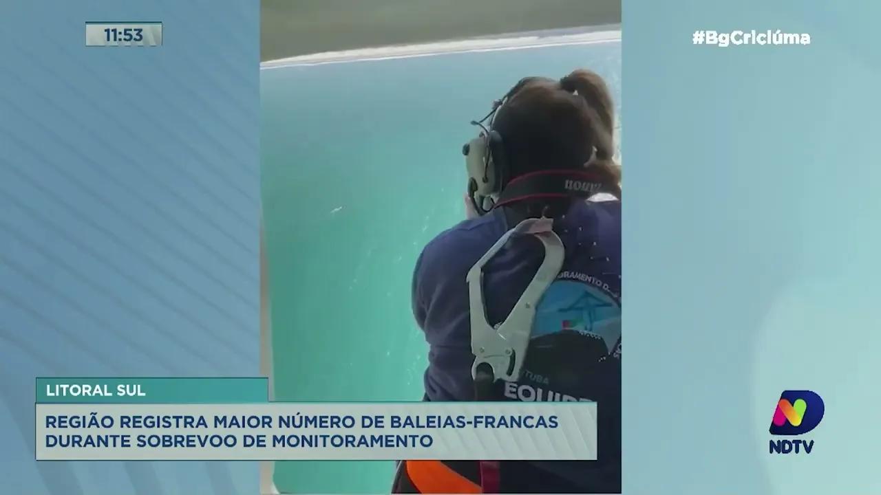 Baleias-francas invadem o litoral sul com avistamento recorde de 60 animais em um único dia