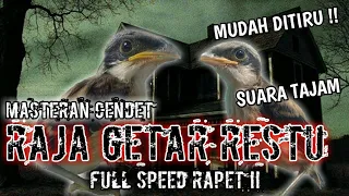 masteran cendet full tembakan raja getar restu 