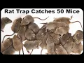Catching 50 Mice 2 Rats and A Chipmunk With An Incredible Italian Rodent Trap Mousetrap Monday