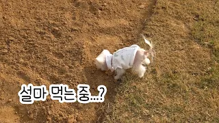 말썽을 부려야 전퐁키지! 흙을 왜 먹어!!! 강아지가 흙을 먹는 이유