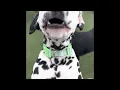 Week in the life of Dogtopia